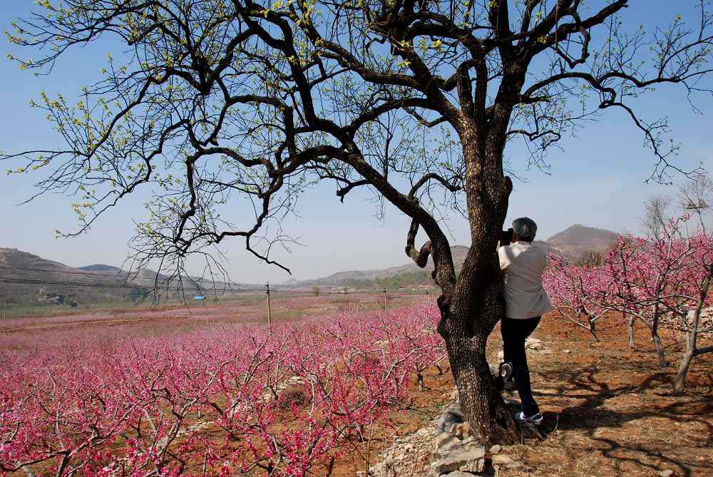 鲁中桃花源风景区--2 摄影 兰生空谷