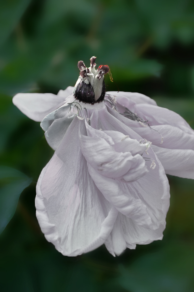 无可奈何花落去 摄影 叮叮虫