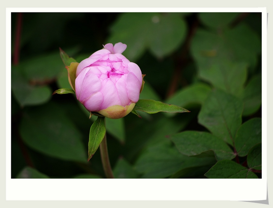 ~~牡丹花~~ 摄影 心有芊芊