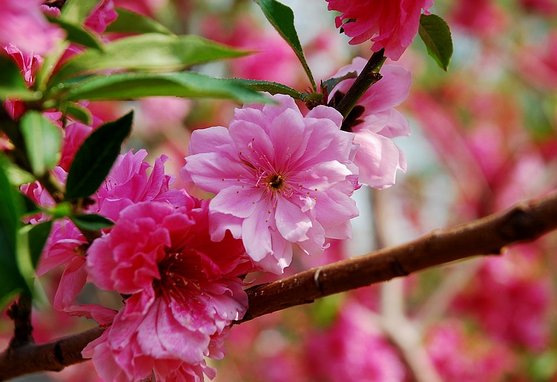 碧桃 摄影 桑芦