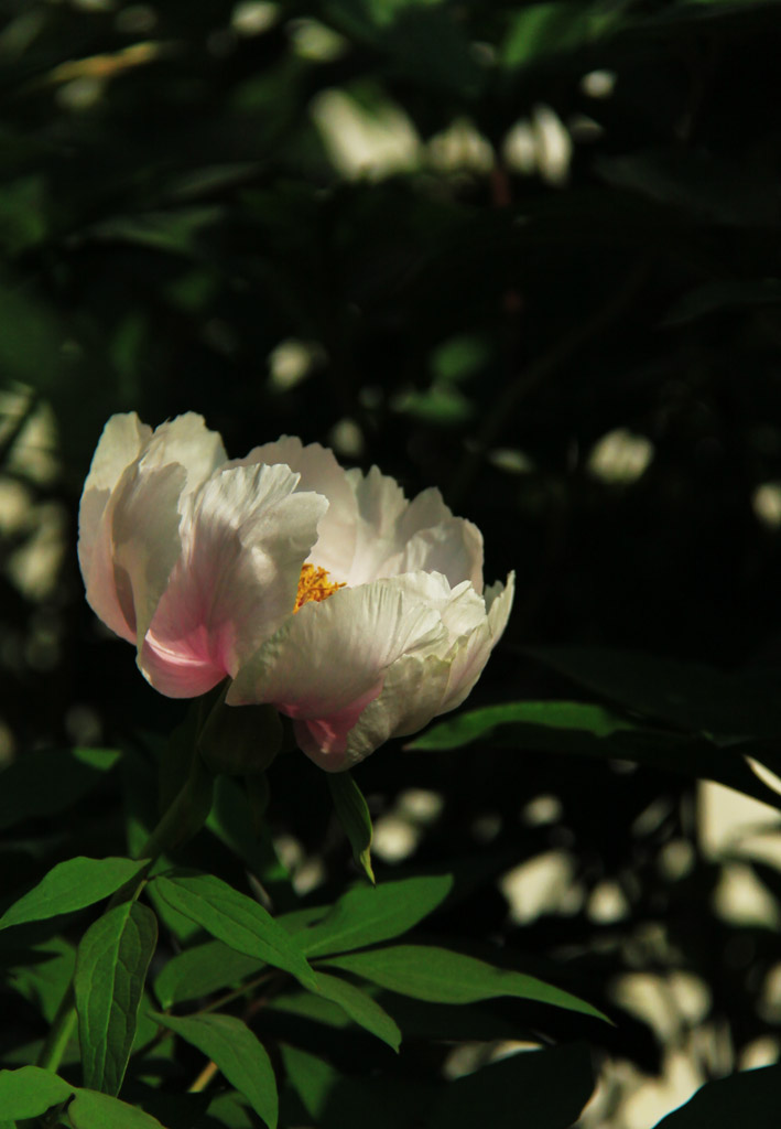 春暖花开<23>牡丹2 摄影 綄鎂幸福