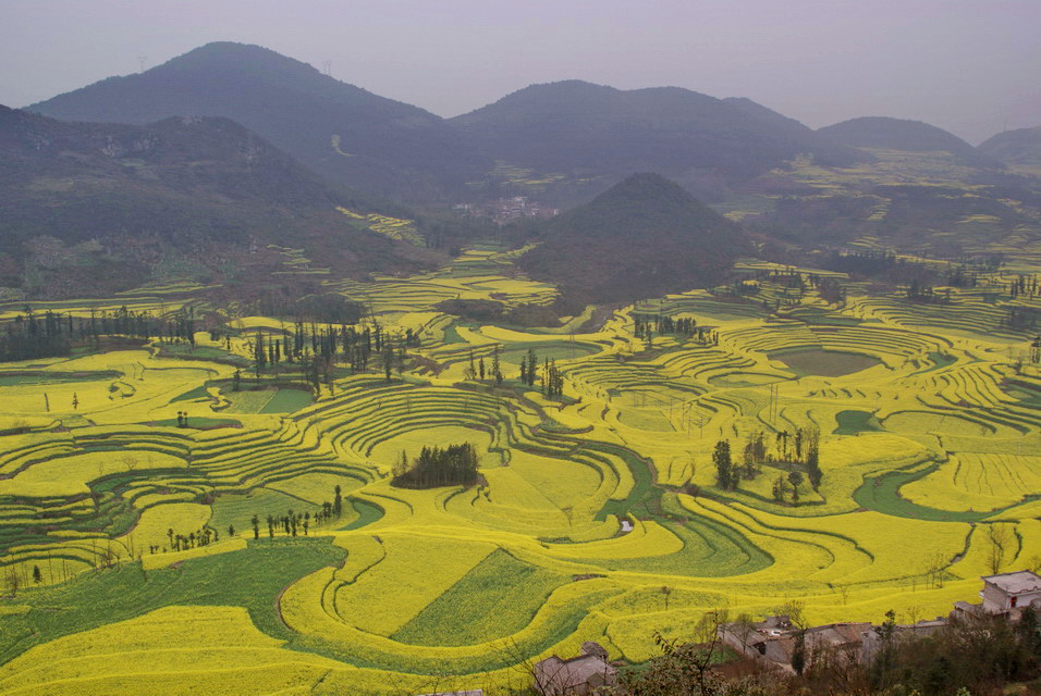 满地黄花 摄影 菩提子