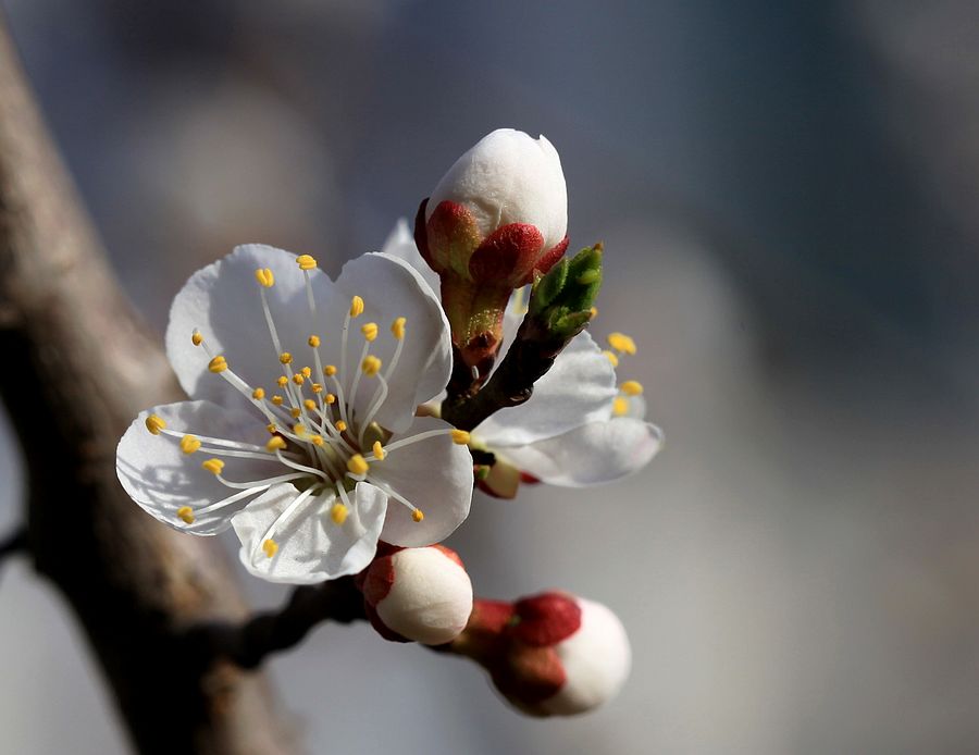 花开又一春 摄影 月儿湾湾