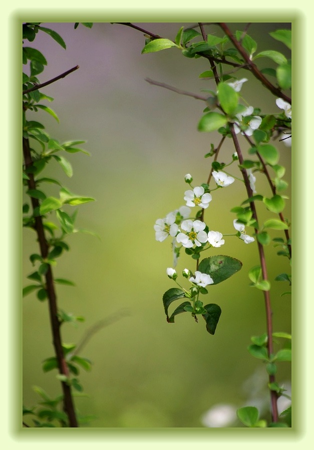 春天里 摄影 心有芊芊