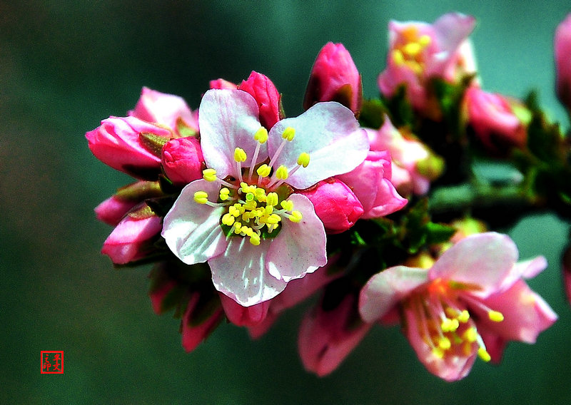 碧桃花开了 摄影 半文