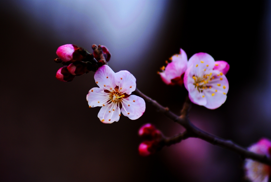 又见杏花开 摄影 细雨芳菲