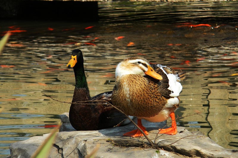 photo2011-033 摄影 天使眼