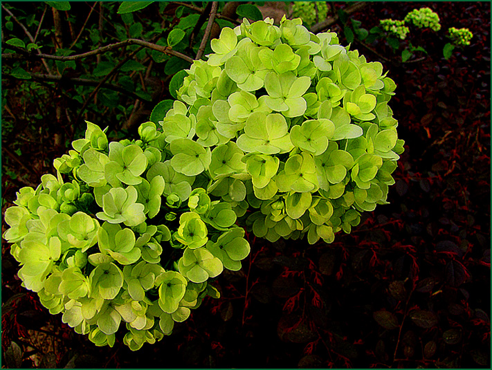 绣球花 摄影 azhouyu