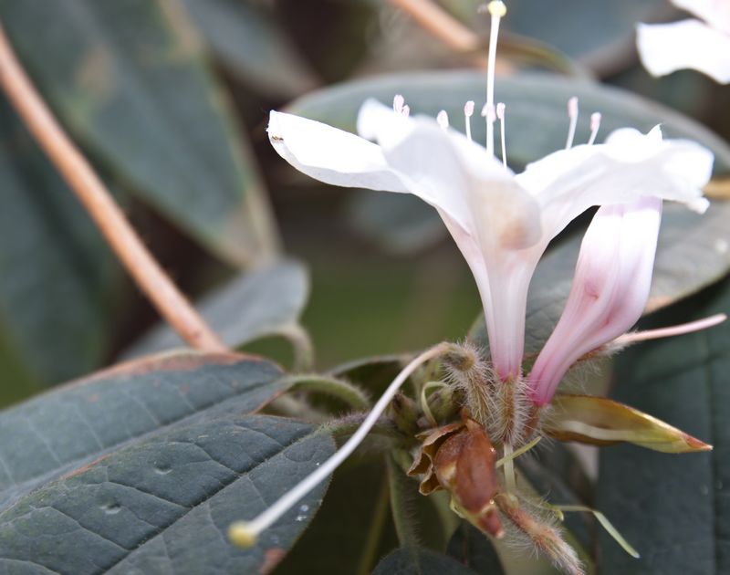 杜鹃花 摄影 chenruoping