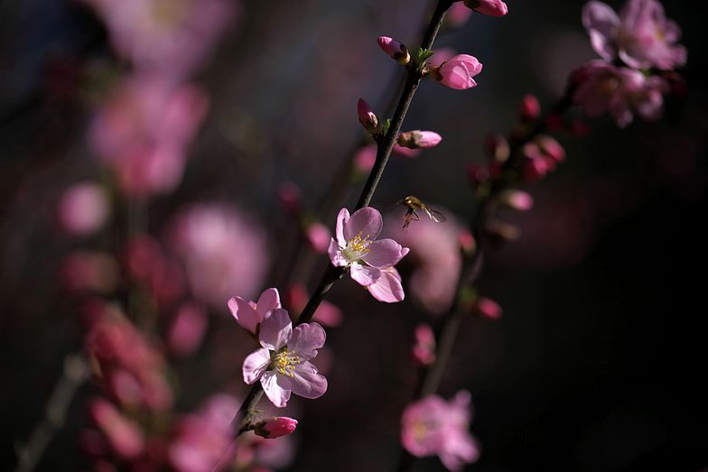 春天的花 摄影 yueerwanwan