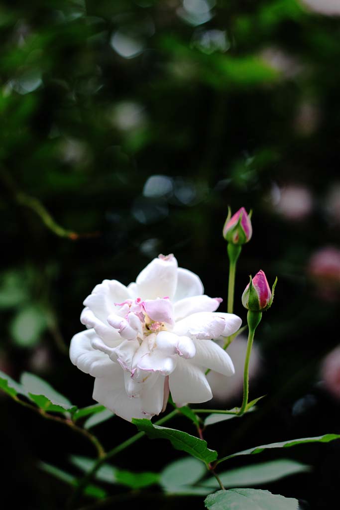 月季 摄影 蕙芷居士