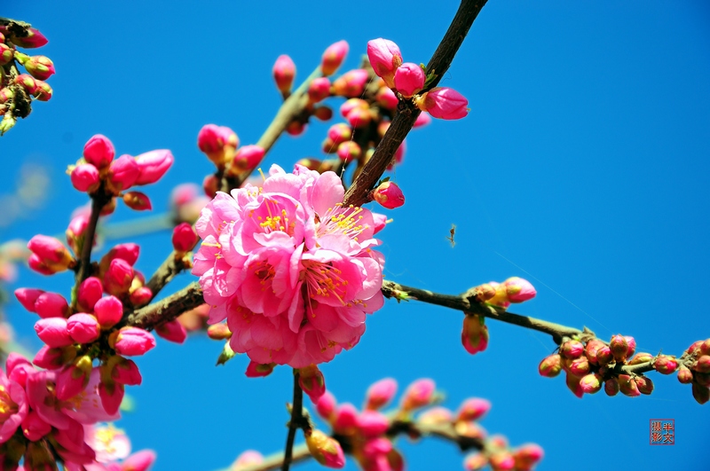 独占（绽）花魁 摄影 半文