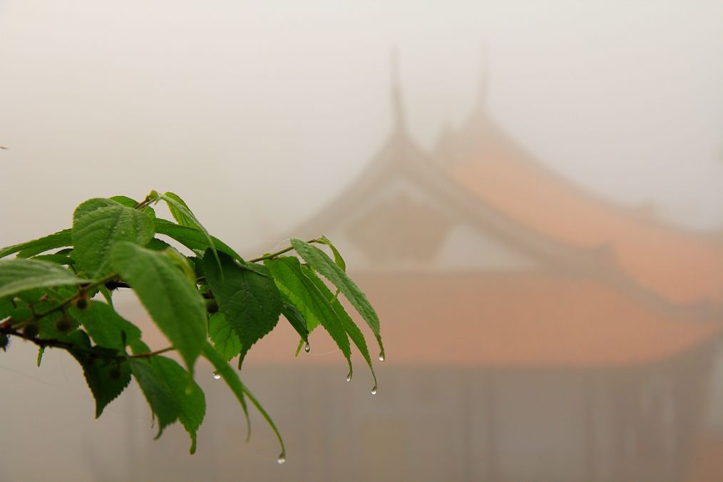 露珠 摄影 郑大山人