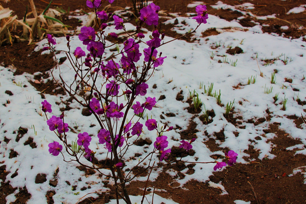 杜鹃映雪 摄影 山村樵夫