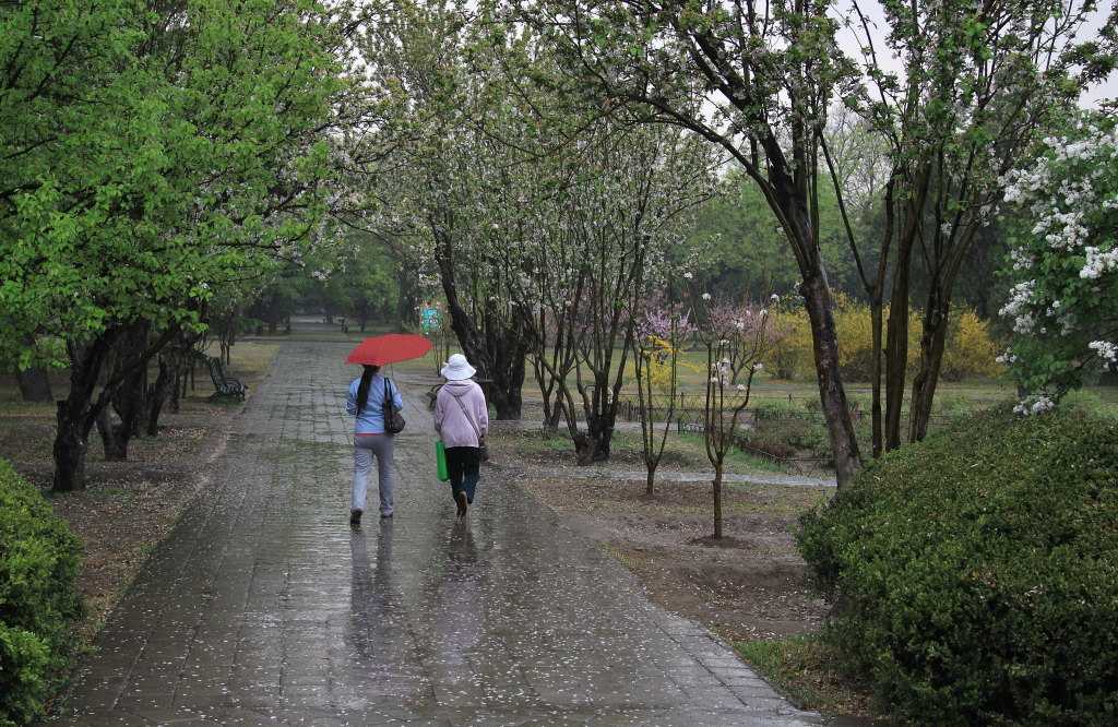 雨中游 摄影 垂柳夕阳