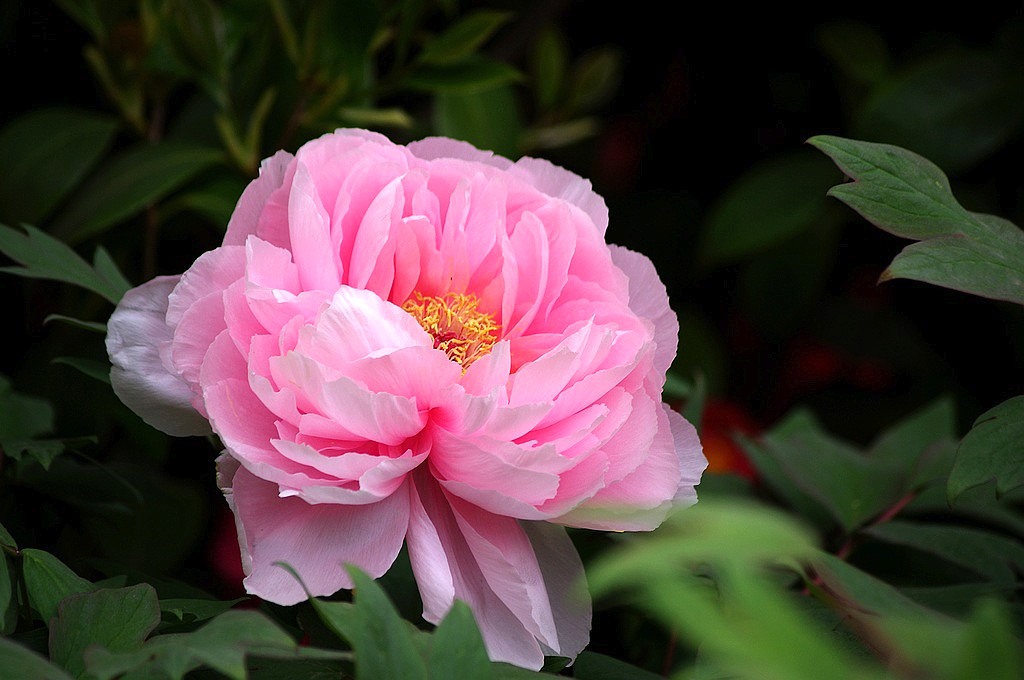 牡丹花 摄影 心有芊芊