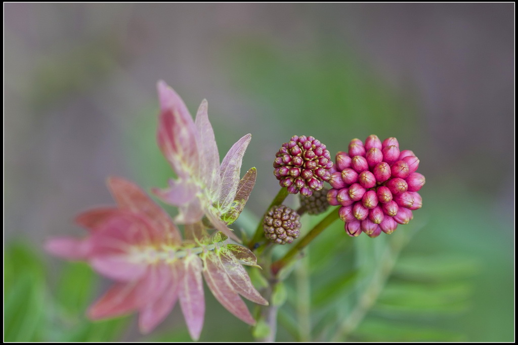 红绒球花 摄影 gxlaopan