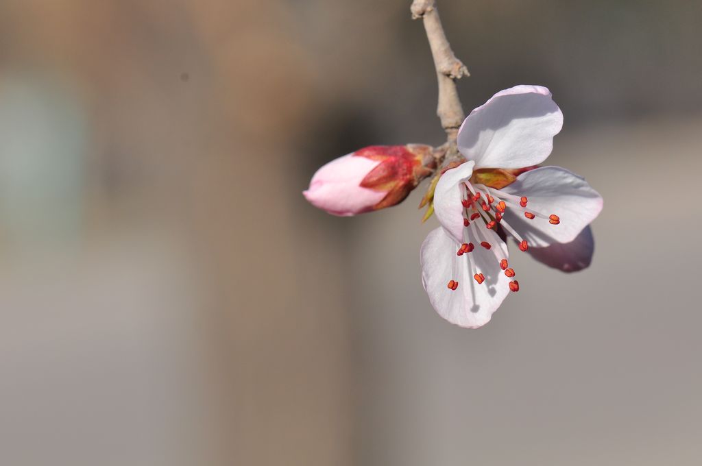 桃花 摄影 地震受过伤