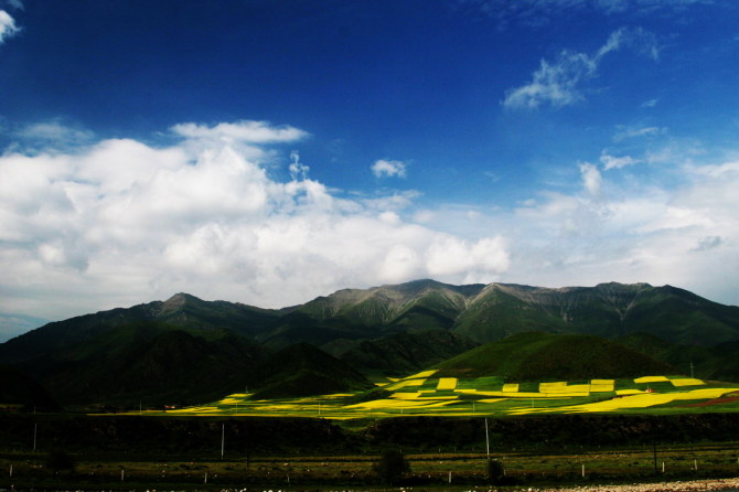 高原油菜花 摄影 启顺