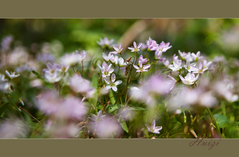 Virginia Spring Beauty 摄影 禾惠子