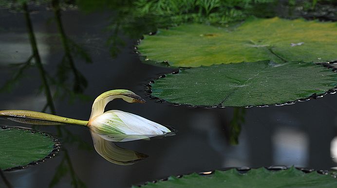 依旧美丽 摄影 花梨瑁