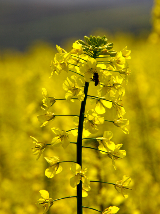 油菜花2 摄影 sunrise2006