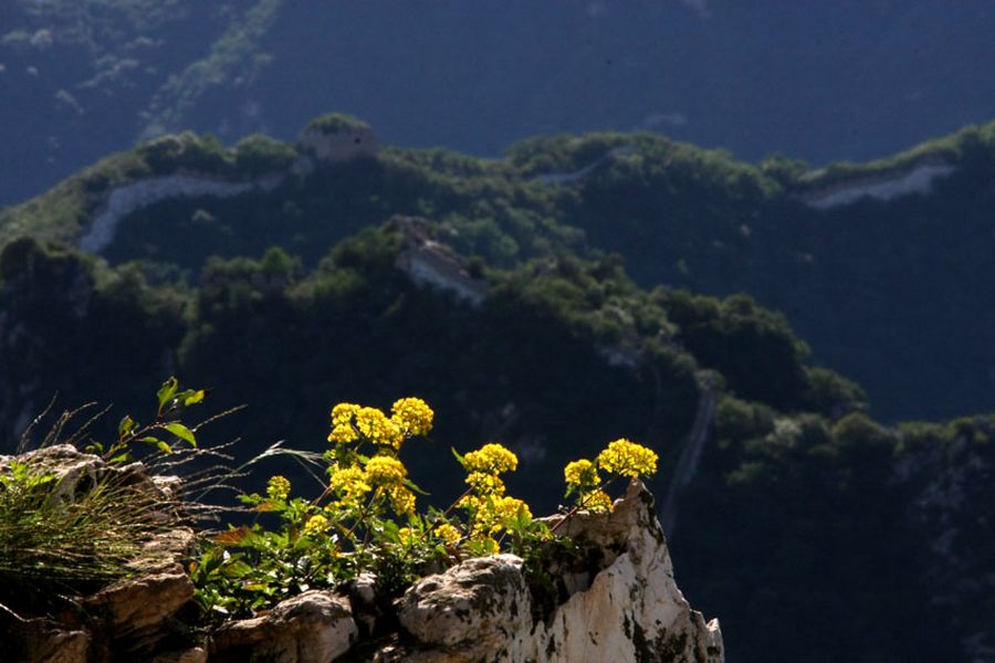 傲视群芳—箭扣长城的野花 摄影 沉积岩