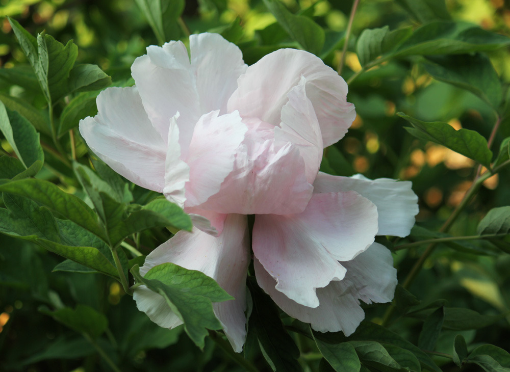 白牡丹 摄影 桃花朵朵