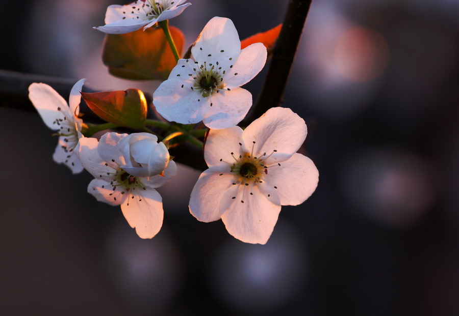 梨树花开（6） 摄影 潜望镜002