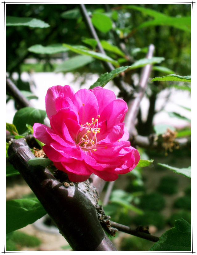 花儿 摄影 小城雨巷