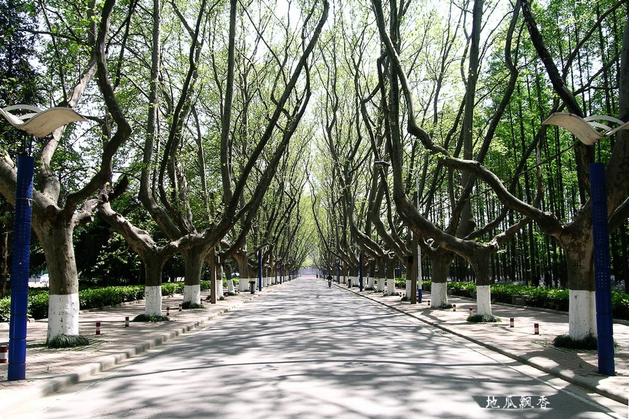 南京理工大学校园春景 摄影 地瓜飘香