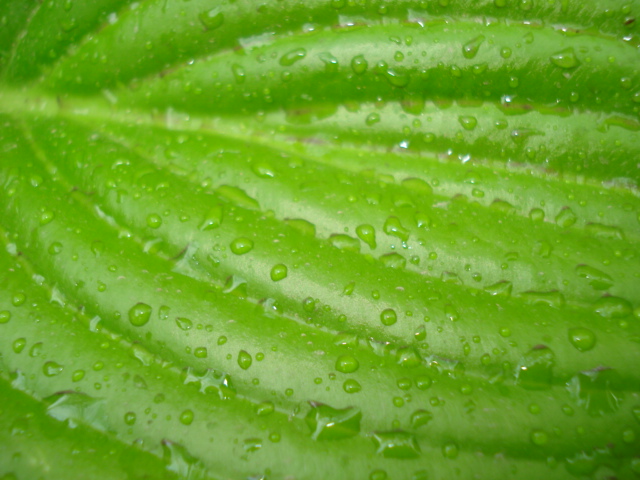 雨滴 摄影 神的仆人