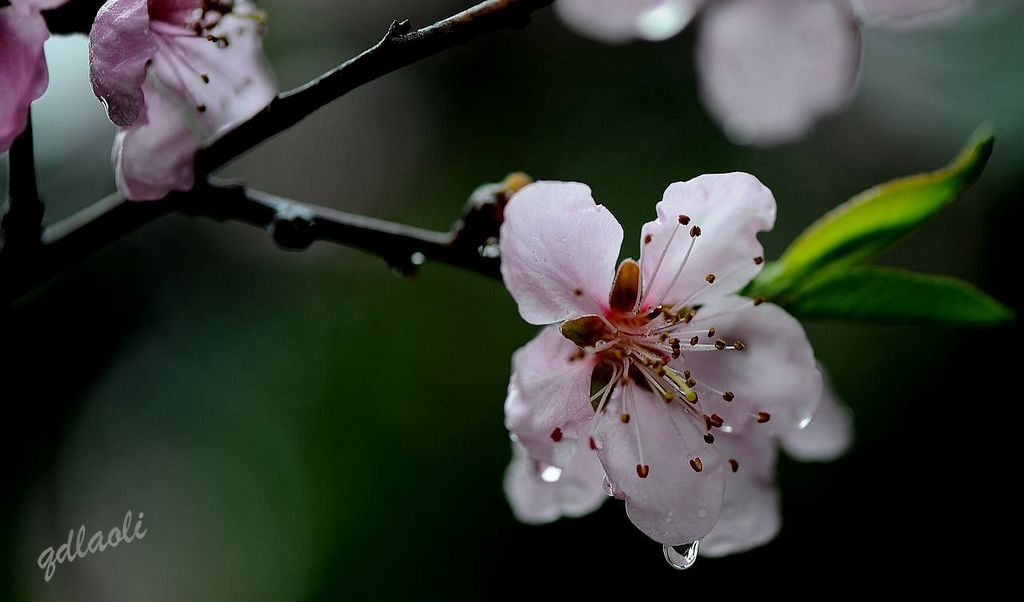 雨后桃花（微距） 摄影 qdzp