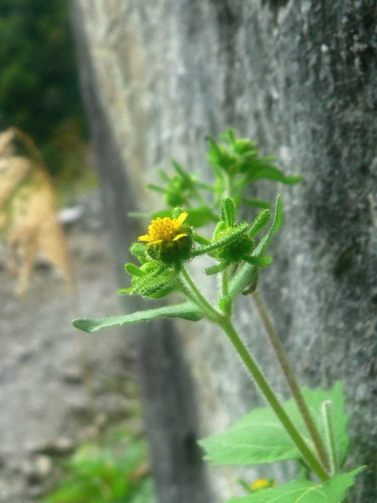 生机----生长在石缝中的花 摄影 KiveChen