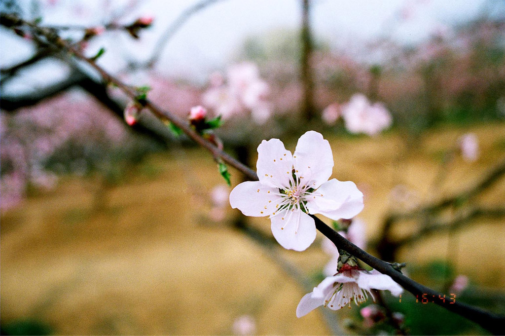 一枝 摄影 道一古