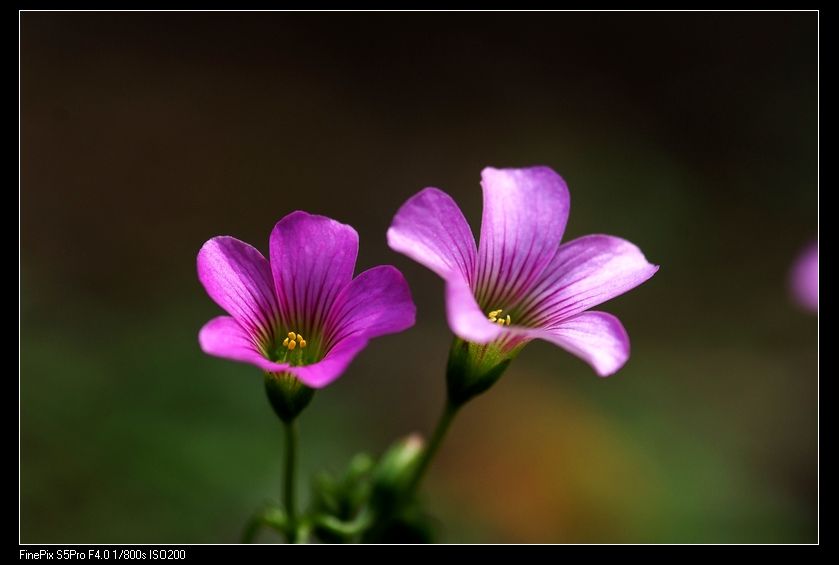 小花 摄影 独梦客