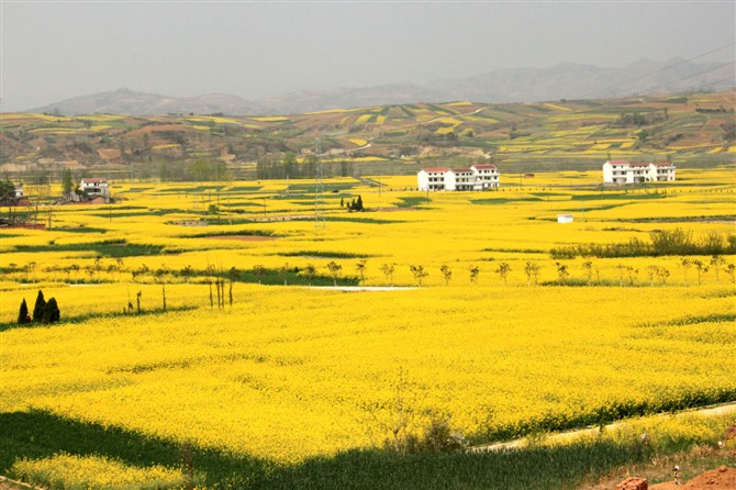 油菜花海 摄影 wenxiangnv