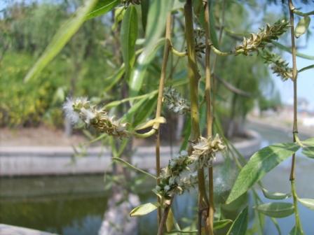 柳絮飞 摄影 caomoli