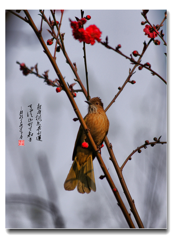 《独赏桃花思风流》 摄影 信灾乐祸