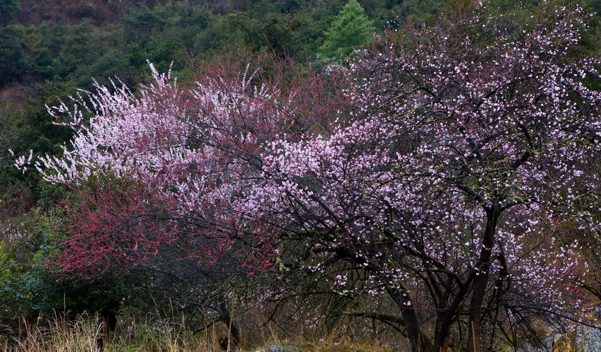 林芝桃花5--烂漫山花多几许,姹紫嫣红桃花雨. 摄影 达仁老张