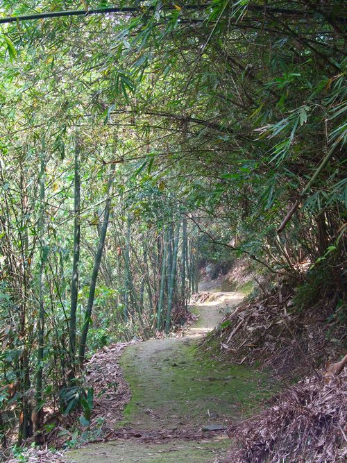 竹林之道 摄影 吉旅摄