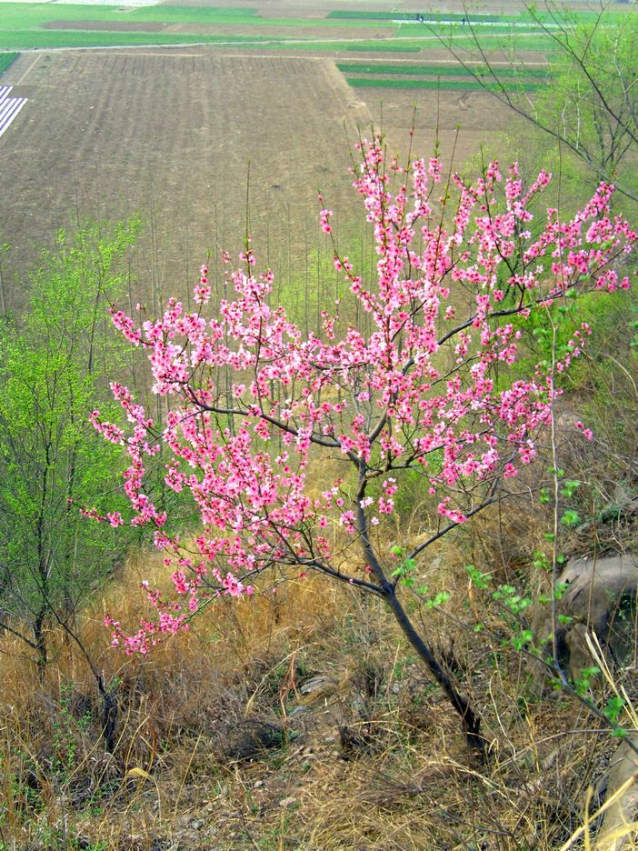 桃花-2 摄影 五角枫