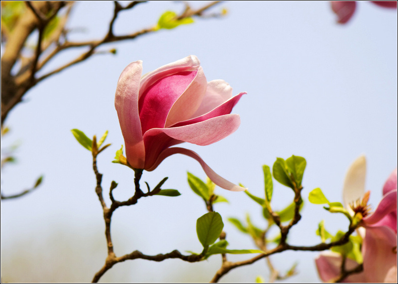 玉兰花1 摄影 良宵