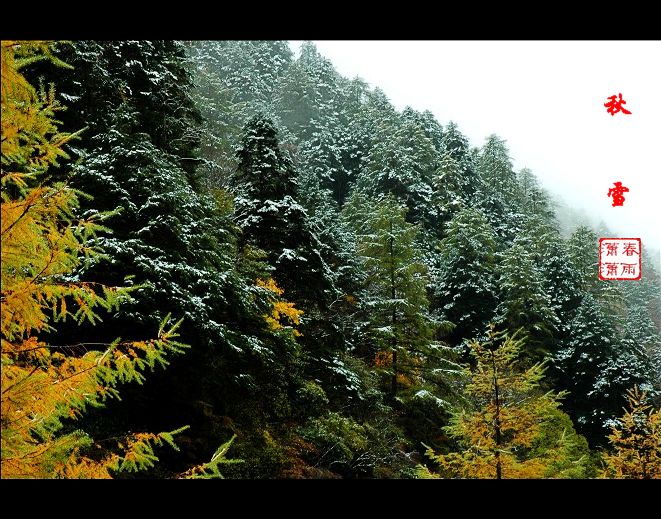 秋雪 摄影 春雨潇潇