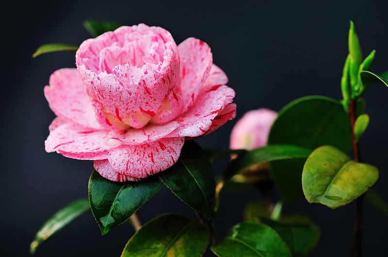 流星雨—茶花 摄影 花梨瑁