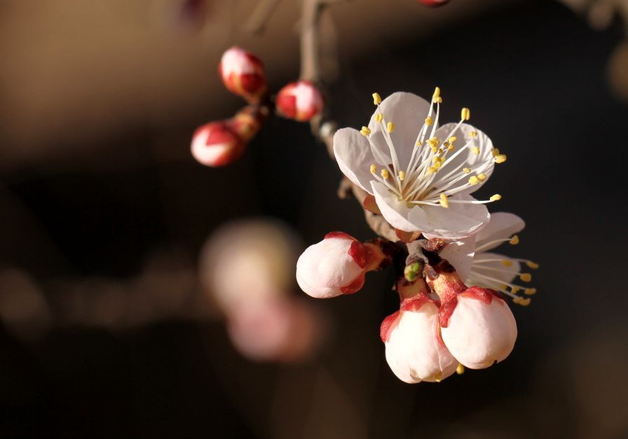 春花开 摄影 月儿湾湾