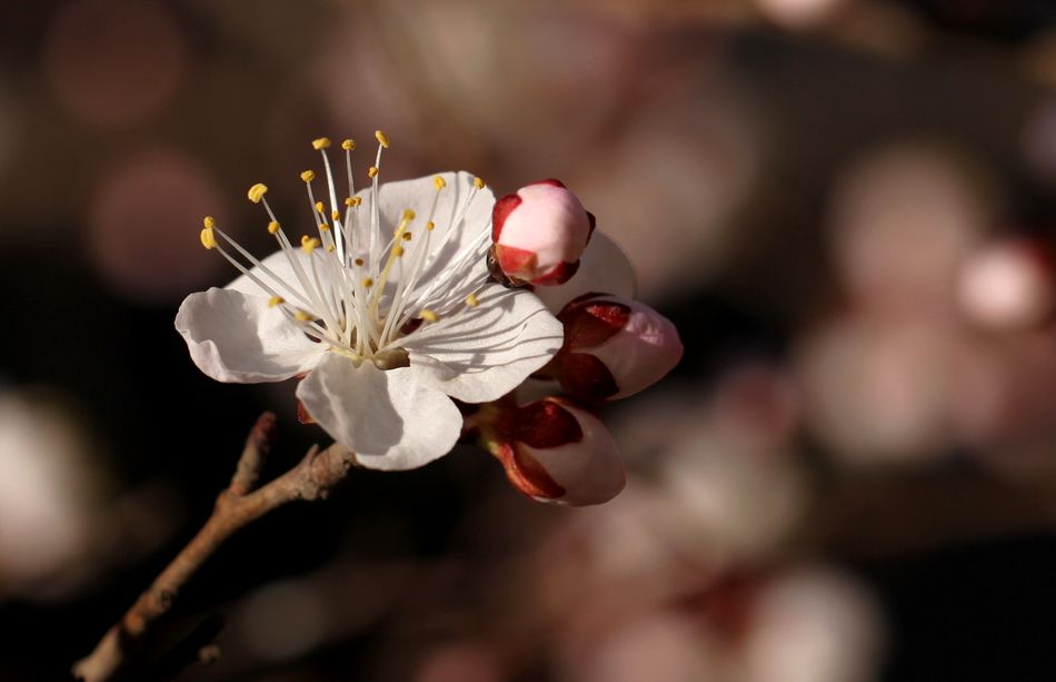 春花 摄影 月儿湾湾