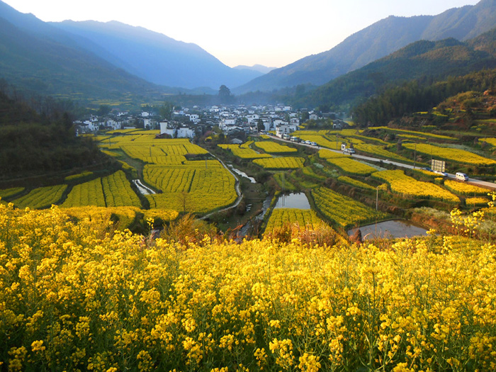 油菜花 摄影 hufusheng