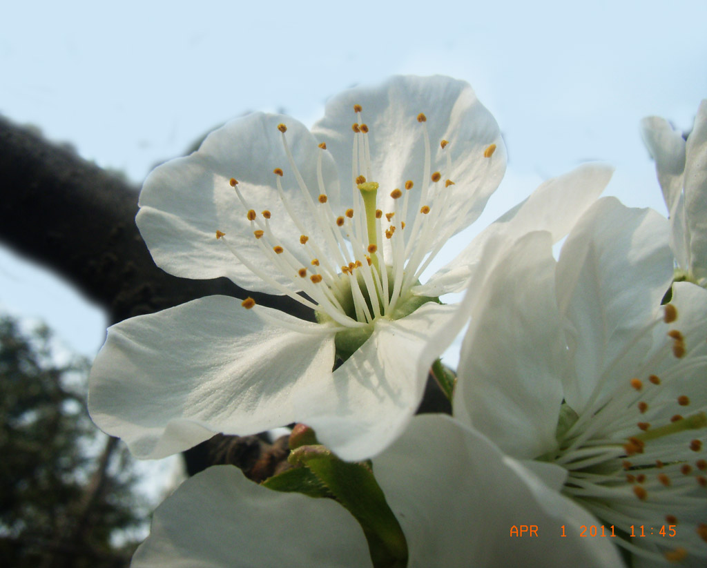 花芯 摄影 菲儿