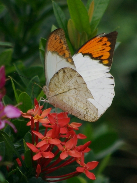 鹤顶粉蝶 摄影 lis8598